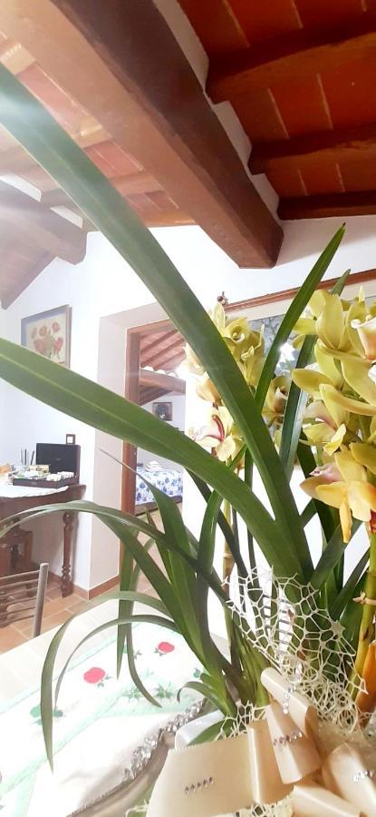 Mansarda Degli Ulivi Apartment Rigomagno ภายนอก รูปภาพ